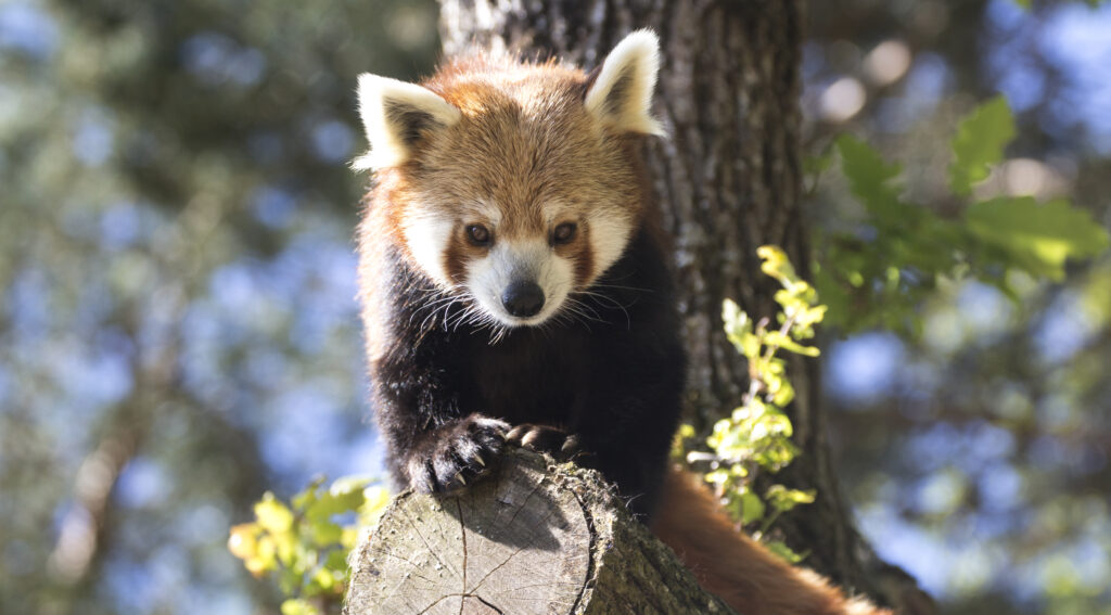 parc animalier d'Auvergne parc animalier d'Auvergne