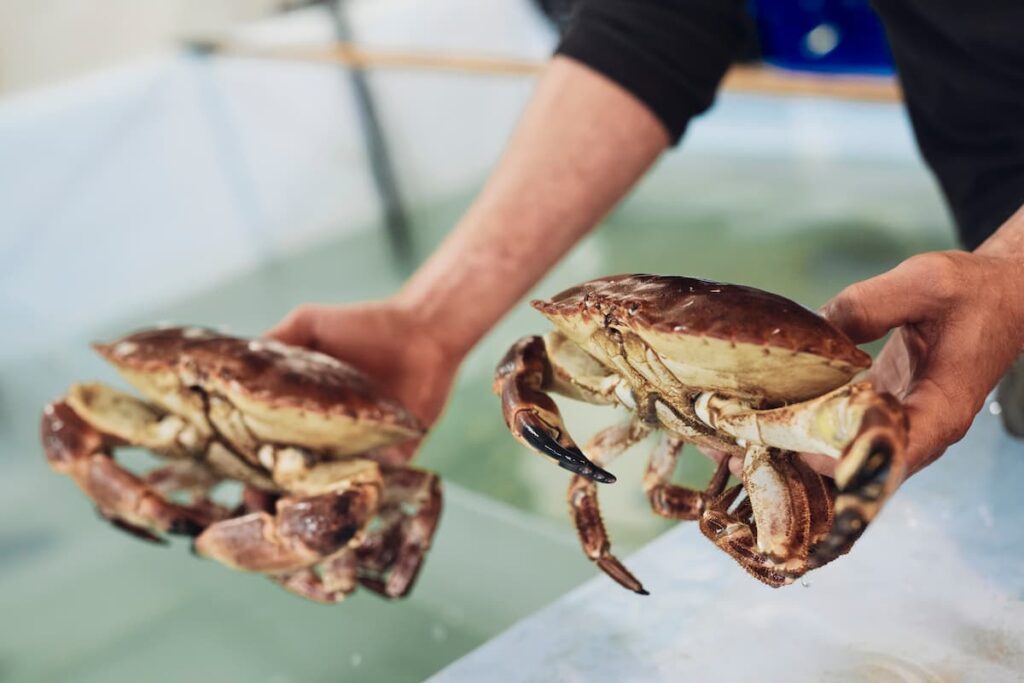 tourteaux sur le marché de trebeurden
